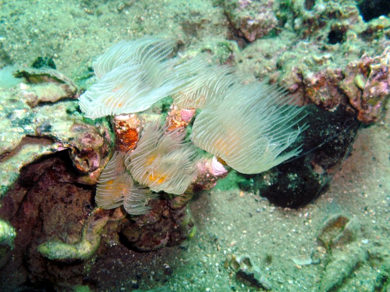 2012-09-08 11-38-04 Ludo.jpg